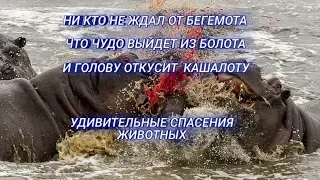 Бегемот откусил голову... Удивительные спасения животных.