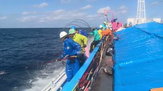 遠洋カツオ一本釣り船 日本近海 メバチマグロ 操業