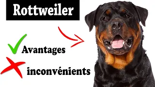 Le Rottweiler Avantages et Inconvénients | Rottweiler Le mal Et Le Bien De La Race