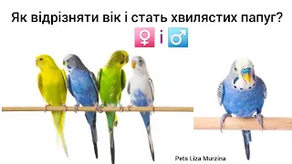 Як відрізнити вік і стать хвилястих папуг? (по слайдам з фото і прикладами)