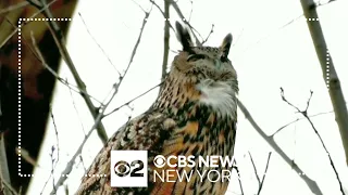 Owl that escaped Central Park Zoo still flying free 1 year later