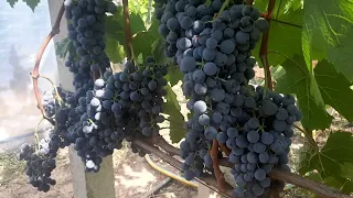 Тонус, технический сорт винограда