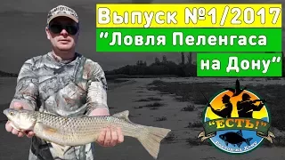 Рыбалка 2017: Ловля пеленгаса на Дону