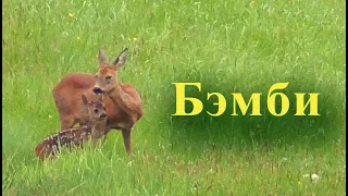 Оленёнок Бэмби.