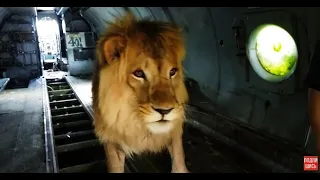 Огромный лев, который ЖИВЕТ в САМОЛЕТЕ! A huge lion that LIVES on a PLANE!