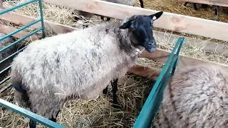 Овцематки и ягнята Романовской породы овец
