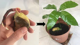 Faire pousser un manguier en 40 jours à partir d’un noyau (Germination/Plantation/Croissance) 🌱🌱