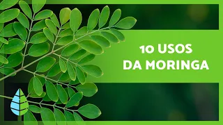 10 BENEFÍCIOS da MORINGA que você não sabia 🌿