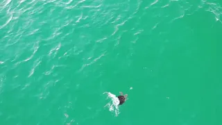 Sea Turtle Chases Pufferfish in Water Near Pensacola Beach in Florida - 1054791