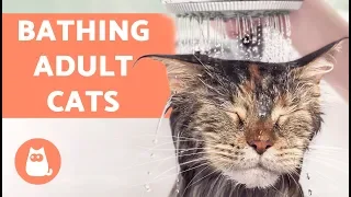 How to Wash an Adult Cat for the First Time