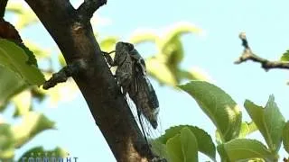 Как стрекочет цикада / Song of Cicada
