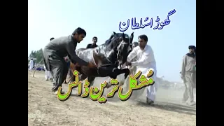 best horse dance in pakistan No.12