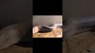 Huge snake want to eat Monkey!