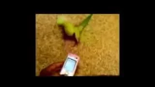 Попугай прикольно танцует ! Dancing parrot !