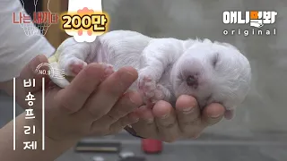 I’m A 9 Days Old Bichon Frise