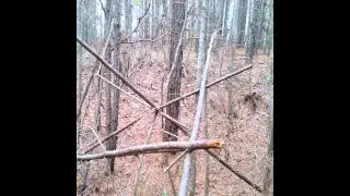 Bigfoot marking territory with tree structures ...