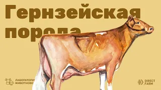 Гернзейская молочная порода коров
