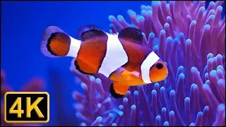 4K - Beautiful ocean clown fish turtle aquarium -  Relaxing and sleeping music