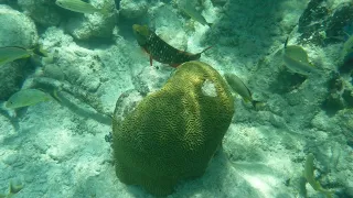 Snorkeling in Costa Maya,Mexico