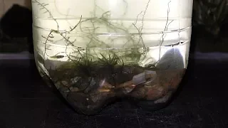 Preparing Land Moss for Aquarium