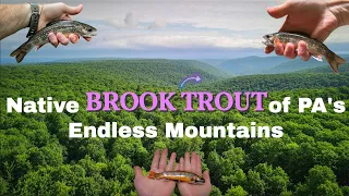 Endless Mountains PA / Fly Fishing Native Brook Trout