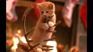 Adoption Ever After - A Kitten Christmas