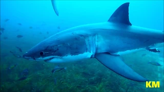 Great White Shark 😮 (in HD) / Neptune Islands, Australia 2018