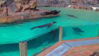 Sea Lions - Siam Park (Tenerife) [HD]