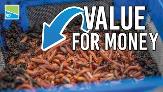 How To Get Value For Money When Buying Worms | Will Freeman