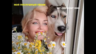 Обычный день необычного хаски