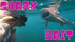 Swimming with Sharks at Fish Eye - Guam 17