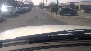 Fuck geese