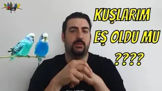 MUHABBET KUŞLARININ EŞ TUTTUĞU NASIL ANLAŞILIR ?