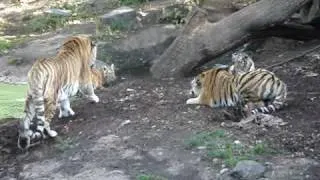 play time at copenhagen zoo(turn up the volume)