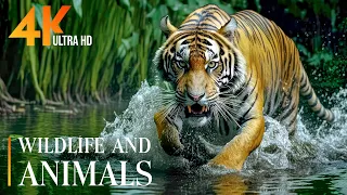 Discover the most stunning 4K HDR 120fps Dolby Vision Wildlife - Top 50 Beautiful Animals!
