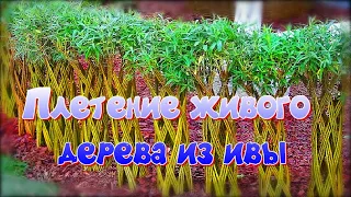 Карелия 2022/Плетение живого дерева из ивы/Плетёная ива/