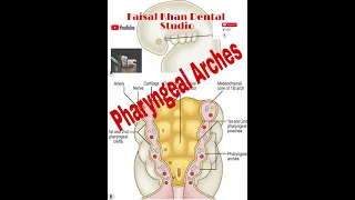 Pharyngeal arches/Branchial arches & Derivatives of first pharyngeal arch