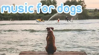 New Years Eve Music for Dogs! Stop Firework & Loud Noise Anxiety!