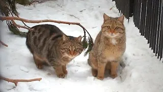 Far Eastern and European forest cats celebrate the beginning of the March period.