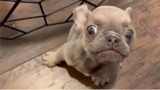 Tiny Frenchie is really upset because mother didn't let him go shopping with her and result