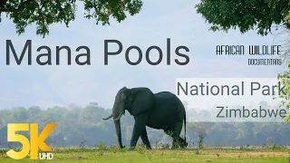 5K African Wildlife Documentary - Mana Pools National Park, Zimbabwe - Short Preview