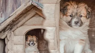 Cute Puppy | Baby dog | This will warm up your Heart