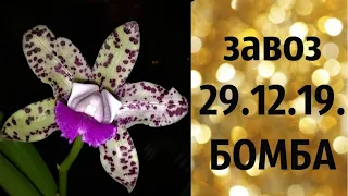 🌸Продажа орхидей по Украине. (завоз 29. ноя. 19 г.) Отправка в любую точку. ЗАМЕЧТАТЕЛЬНЫЕ КРАСОТКИ