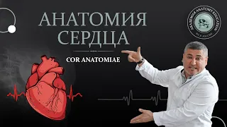 Анатомия сердца, строение, гемодинамика, пороки. Heart, hemodynamics, defects