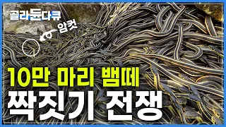 한 마리 암컷 차지하기 위해 수 백마리 수컷 ‘우르르’│10만 마리 뱀들의 짝짓기 전쟁│경이로운 가터뱀의 짝짓기│다큐프라임│#골라듄다큐