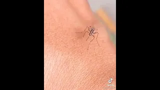 Tik tok video- funny mosquito biting comedy🤣