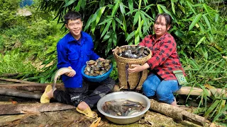 Harvesting of fish, Mussels goes to the market to sell, Covering the fields with mud | Phúc Sua