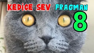 KEDİCE SEV FRAGMAN 8 😃 MAYA İLE ANNESİ'NİN BULUŞMASI 👏🏻 en komik kedi videoları ✓ yavru kedi sesi