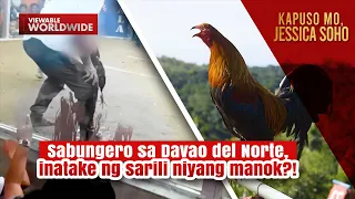 Sabungero sa Davao del Norte, inatake ng sarili niyang manok?! | Kapuso Mo, Jessica Soho