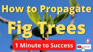 How to Root a Fig Tree Cutting in 60 seconds #figs #shorts